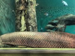 -上海海洋水族馆