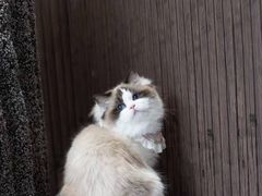 -猫十亿·布偶金渐层·曼基康矮脚猫舍(青年路店)