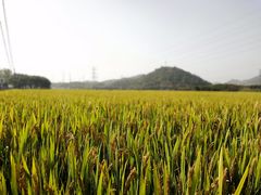 -李东农庄(中南百草园地标店)