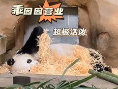 -成都动物园