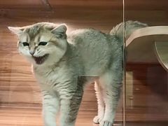 -猫十亿·布偶金渐层·曼基康矮脚猫舍(青年路店)