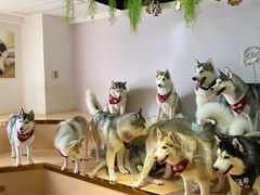 -Husky Go! 哈士奇体验馆·宠物咖啡厅狗咖