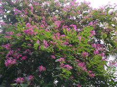 -甜蜜蜜(昌乐园店)