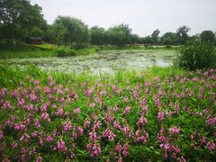 -径山花海