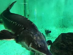 -太平洋海底世界