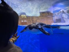 -海合安成都极地海洋公园