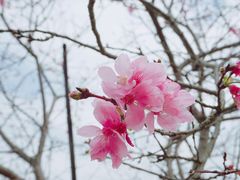 -天适樱花悠乐园
