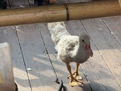 -伴山茶苑·围炉煮茶
