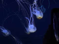 -珠海长隆海洋王国