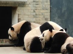 -中国大熊猫保护研究中心雅安碧峰峡基地