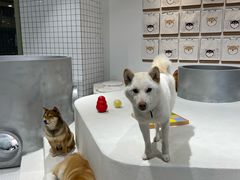 -柴务处·柴犬主题狗咖