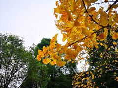 -都江堰普照寺