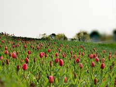 -径山花海