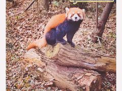 -成都大熊猫繁育研究基地