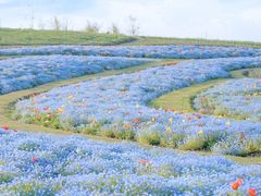 -上海滨江森林公园