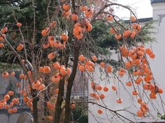 -古德寺