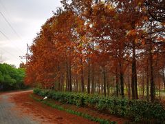 -上海海湾国家森林公园