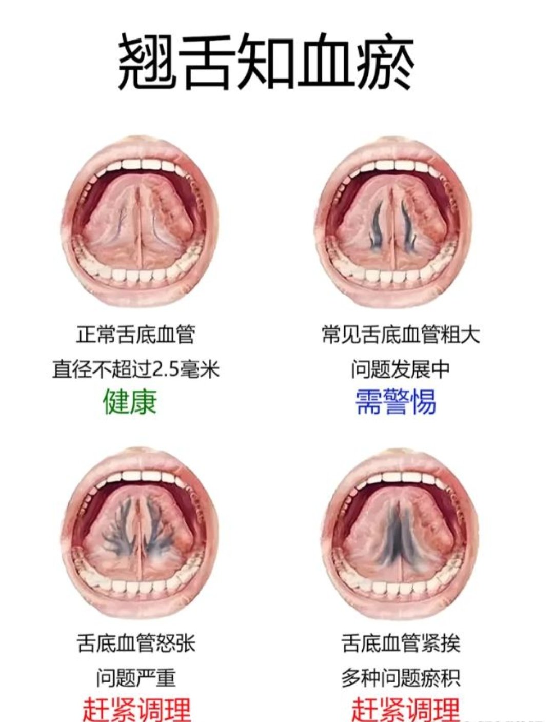 舌头构造真实示意图图片