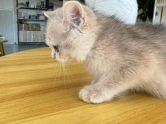 -柚子猫舍·精品猫舍购猫·猫咪认养·购宠·宠物店