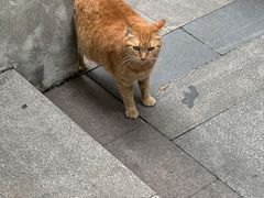 -COTTON CAFE(德信·中外公寓店)