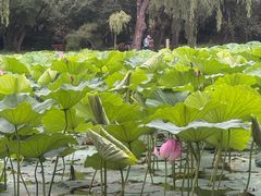 -北陵公园