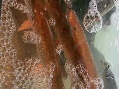 -煲来饱去冷水鱼