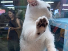 -FAELING PETS美天灵宠物(合生汇店)
