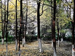 -成都市第一人民医院(南区)