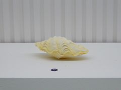 -青岛贝壳博物馆