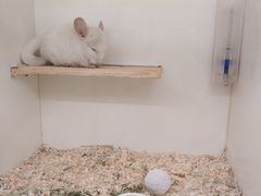 -龙猫仔乐园(惠福东路店)