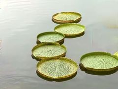 -云溪植物园