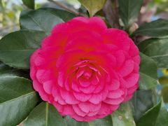 -金孔雀温泉旅游度假村