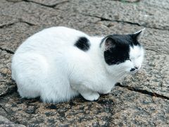 -普陀山慧济禅寺