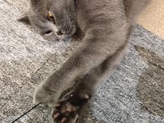 -米宠家·撸猫猫咖小萌宠·猫咪洗澡·猫咪寄养(高新大都荟店)
