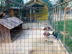 -意大利农场度假村