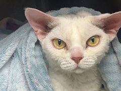 -达爱动物医院·犬猫分区·CT·复杂眼科(远洋山水分院)