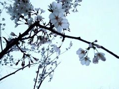 -花溪公园