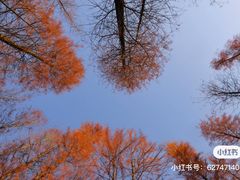 -番禺大夫山森林公园