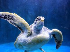 -青岛海底世界-水族馆