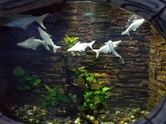 -梦幻海洋王国(吾悦广场张家港店)