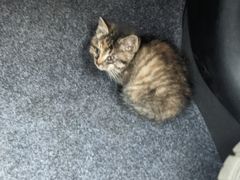 -纳吉亚猫专科动物诊疗中心(蒋宅口分院)