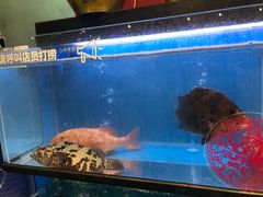 水产区-盒马鲜生(宝地店)