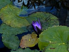 -国家植物园南园