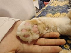 -平行世界·猫咖(首经贸店)