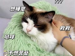 -喵的天空名猫咖啡馆·撸猫·猫舍·用品
