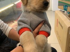 -翊宠yipet猫狗购宠庄园犬舍•猫舍