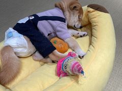 -逗柴咖啡屋·狗咖猫咖宠物桌游
