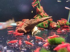 -中环花鸟鱼虫市场