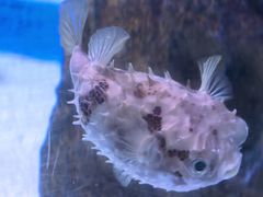 -暹罗海洋世界