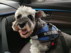 -爱宠屋pet shop·宠物洗澡·宠物美容